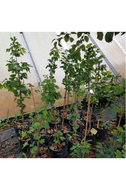 Гінкго дволопатеве - 5л/вис.80-100см/Ø35-40см